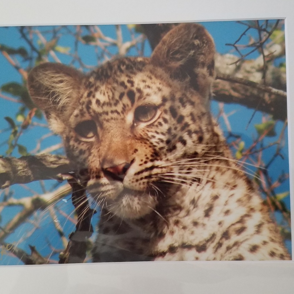Safari photo baby leopard in tree